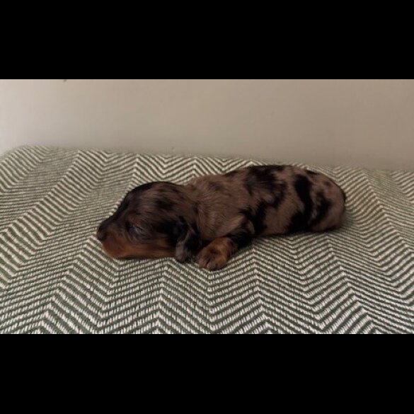 Dachshund (Smooth Haired) - Both