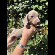 Dachshund (Smooth Haired) - Both
