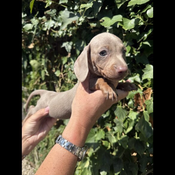 Dachshund (Smooth Haired) - Both