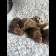 Dachshund (Smooth Haired) - Both