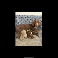 Dachshund (Smooth Haired) - Both