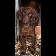 Cocker Spaniel (Show) - Both