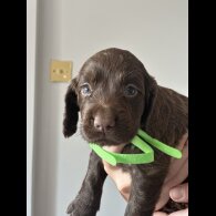 Cocker Spaniel (Show) - Both
