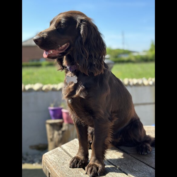Cocker Spaniel (Show) - Both