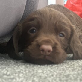 Cocker Spaniel (Show) - Both