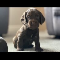 Cocker Spaniel (Show) - Both