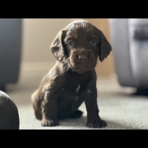 Cocker Spaniel (Show) - Both