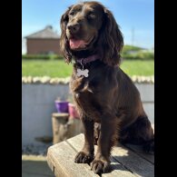 Cocker Spaniel (Show) - Both