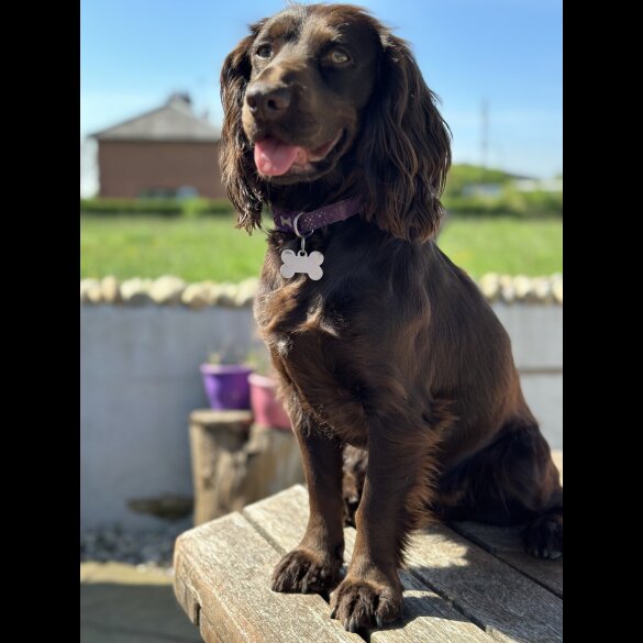 Cocker Spaniel (Show) - Both