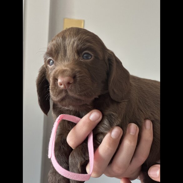 Cocker Spaniel (Show) - Both