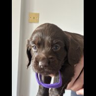 Cocker Spaniel (Show) - Both