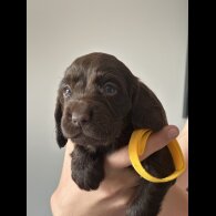 Cocker Spaniel (Show) - Both
