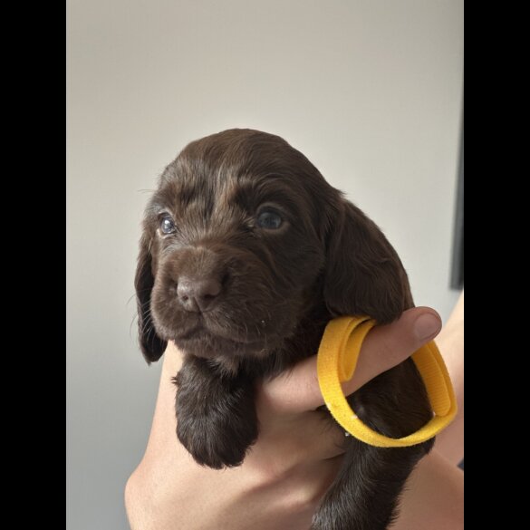Cocker Spaniel (Show) - Both