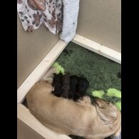 Dachshund (Smooth Haired) - Both