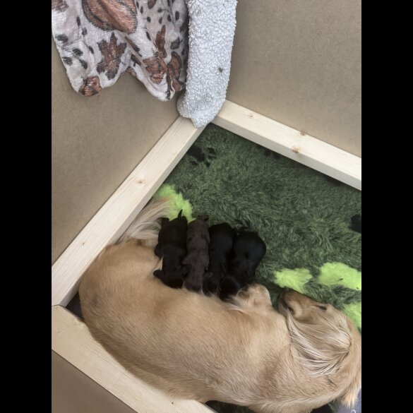Dachshund (Smooth Haired) - Both