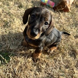 Dachshund (Smooth Haired) - Both
