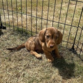 Dachshund (Smooth Haired) - Both