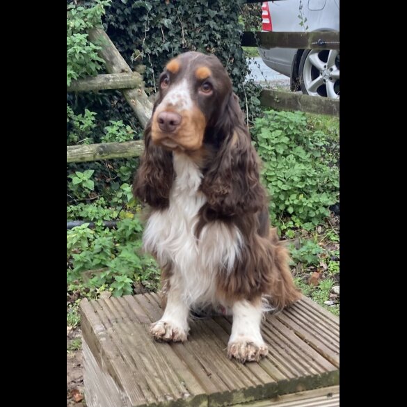 Cocker Spaniel (Show) - Both