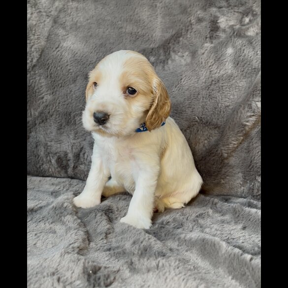 Cocker Spaniel (Show) - Both
