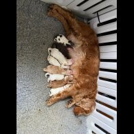 Cocker Spaniel (Show) - Both