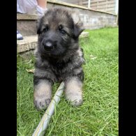 German Shepherd (Alsatian) - Dogs