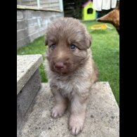 German Shepherd (Alsatian) - Dogs