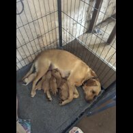 Labrador Retriever - Dogs