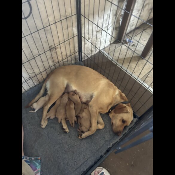 Labrador Retriever - Dogs