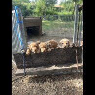 Labrador Retriever - Dogs