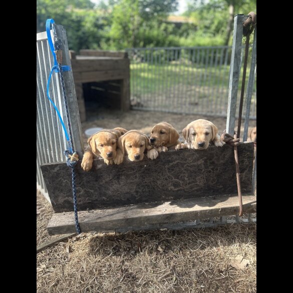 Labrador Retriever - Dogs
