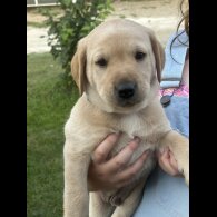 Labrador Retriever - Dogs