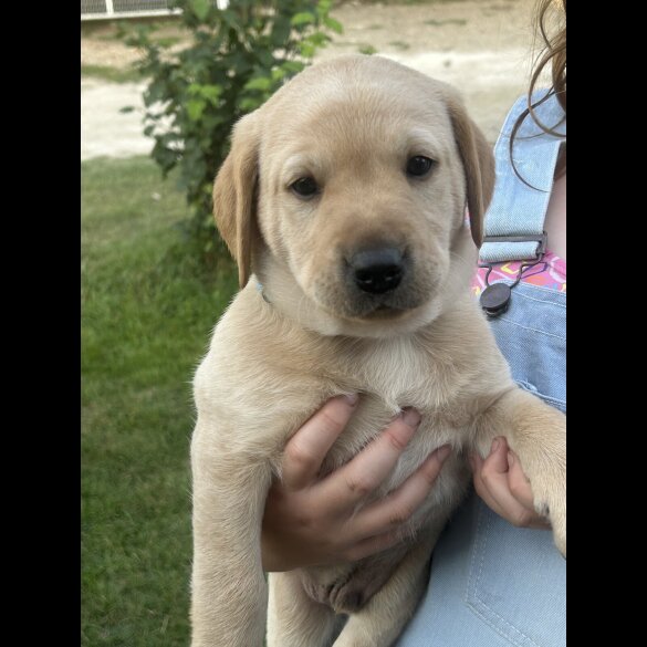 Labrador Retriever - Dogs
