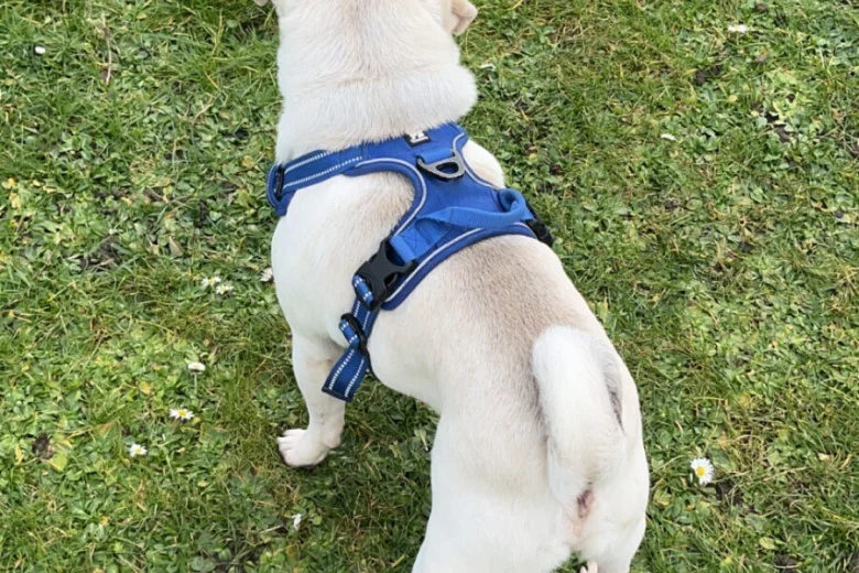 Pug