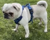 Pug