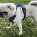 Pug