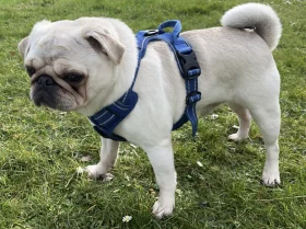 Pug