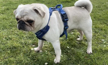 Pug