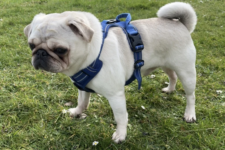 Pug