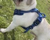Pug