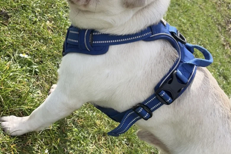 Pug