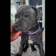 Staffordshire Bull Terrier - Bitches