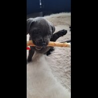 Staffordshire Bull Terrier - Bitches