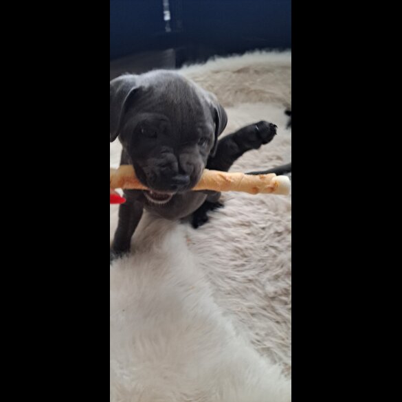 Staffordshire Bull Terrier - Bitches