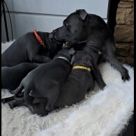 Staffordshire Bull Terrier - Bitches