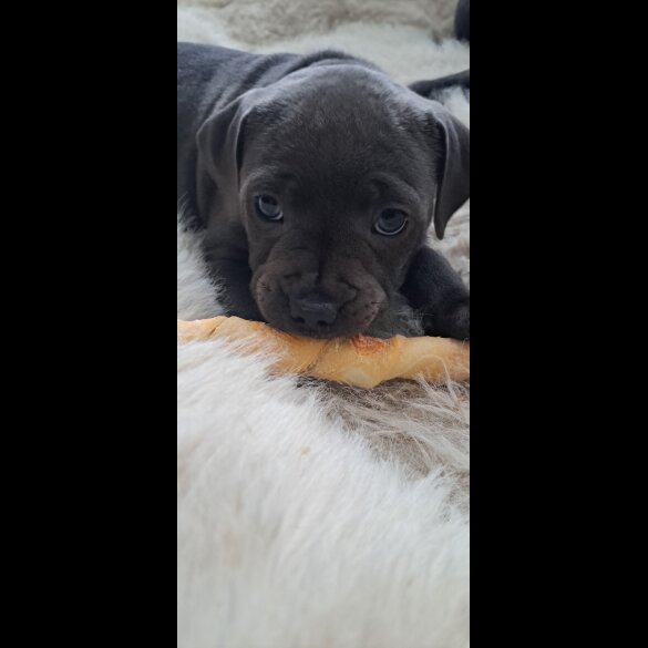 Staffordshire Bull Terrier - Bitches