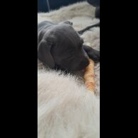 Staffordshire Bull Terrier - Bitches