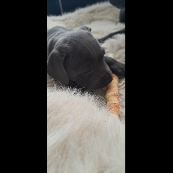 Staffordshire Bull Terrier - Bitches