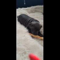 Staffordshire Bull Terrier - Bitches