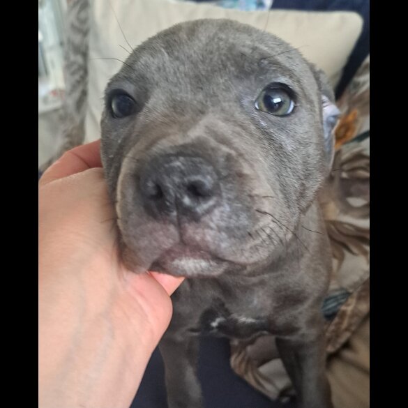 Staffordshire Bull Terrier - Bitches