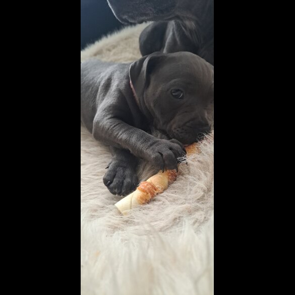 Staffordshire Bull Terrier - Bitches